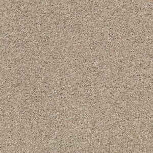 Acadia Park Mushroom